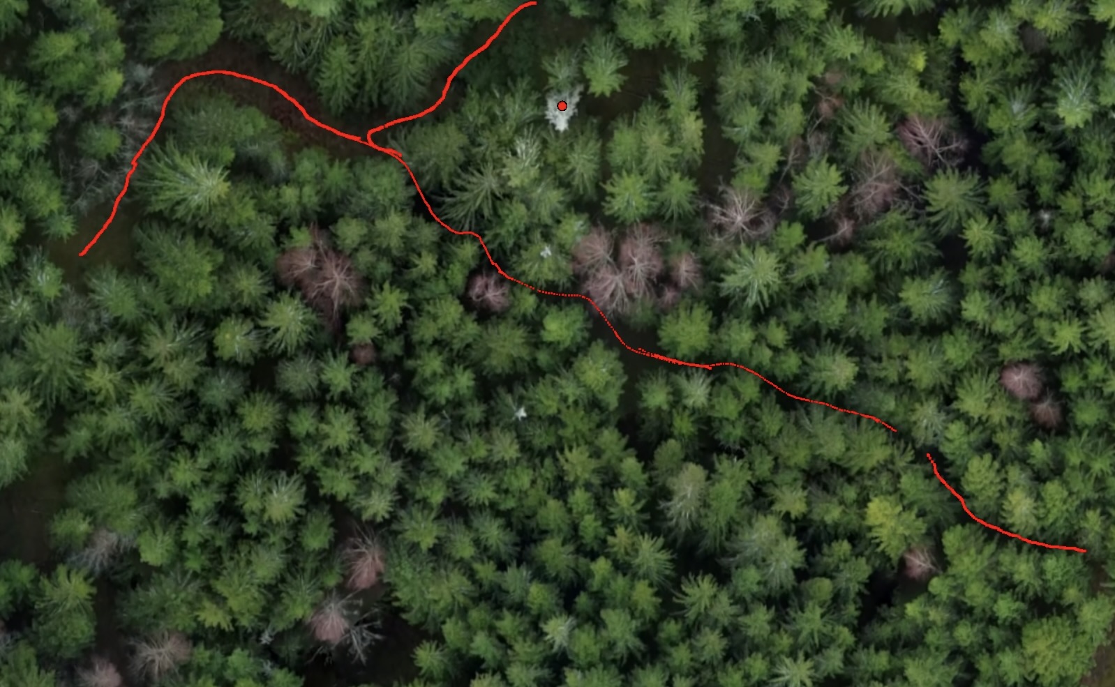 Ortofoto över skog med röda linjer som visar stickvägar
